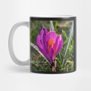 Orange and Purple Flower in the Sun 2 Mug